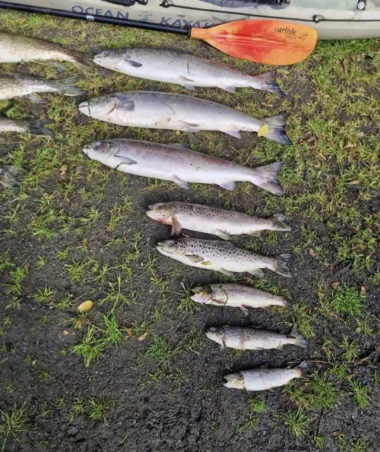 5 Dead Brown Trout 3 Dead Salmon Fish Kill, Co. Louth- June 2026.