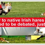 Two greyhunds chasing a hare. The Animal Health and Welfare.