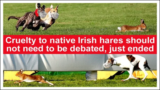 Two greyhunds chasing a hare. The Animal Health and Welfare.