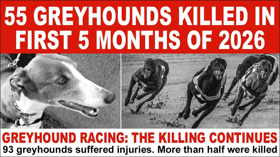 Greyhound Deaths In Ireland 2026.
