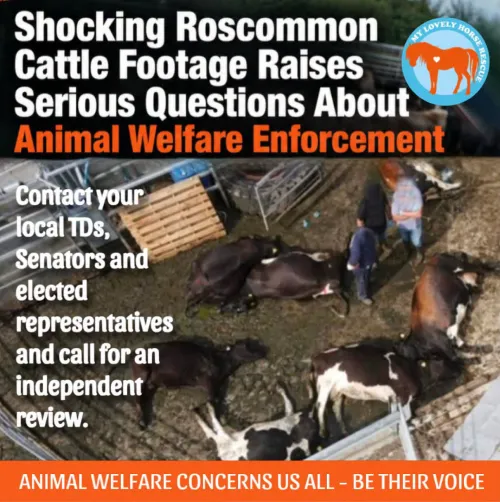 My Lovely Horse Animal Rescue Ireland.