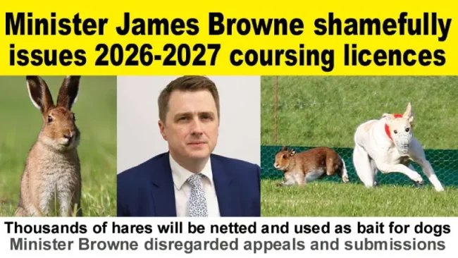 James Browne TD. Live Hare Coursing