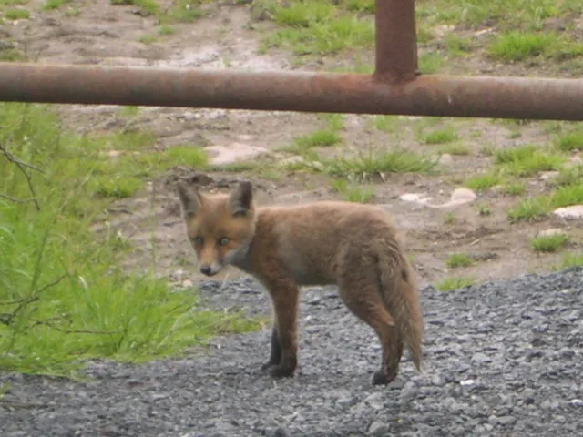 Fox cub Ireland.