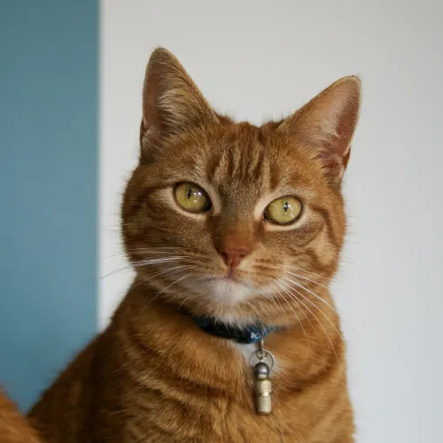 This Ginger Cats says try Online Advertising.