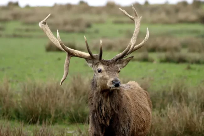 Male Red Deer in a field.