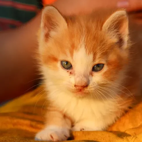 Online Advertising. Animal News Ireland.